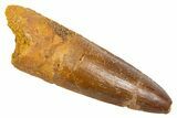 Fossil Spinosaurus Tooth - Real Dinosaur Tooth #305769-1